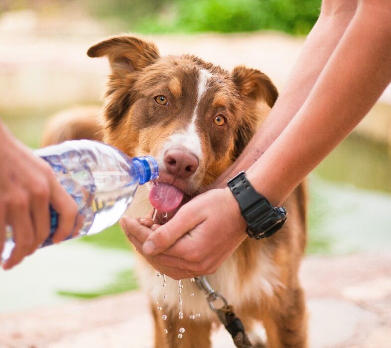 dog, helping dog, thirsty dog-2982426.jpg